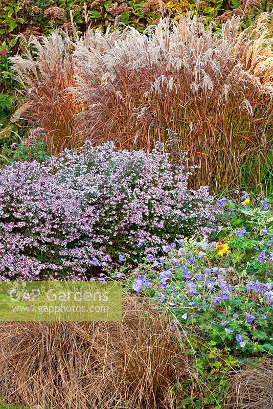 Autumn border with Perennials and Grasses in The Summer Garden and National Miscanthus Collection at The Bressingham Gardens, Norfolk, UK.