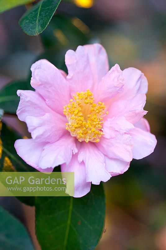 Camellia sasanqua x reticulata 'Show Girl'