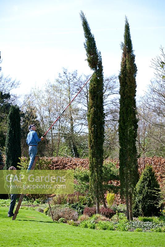 Cutting the top off a Cupressus sempervirens var. sempervirens 'Totem Pole' - Italian cypress