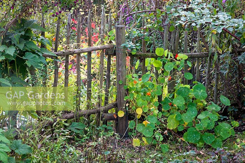 A wooden picket fence supporting Tropaeolum majus