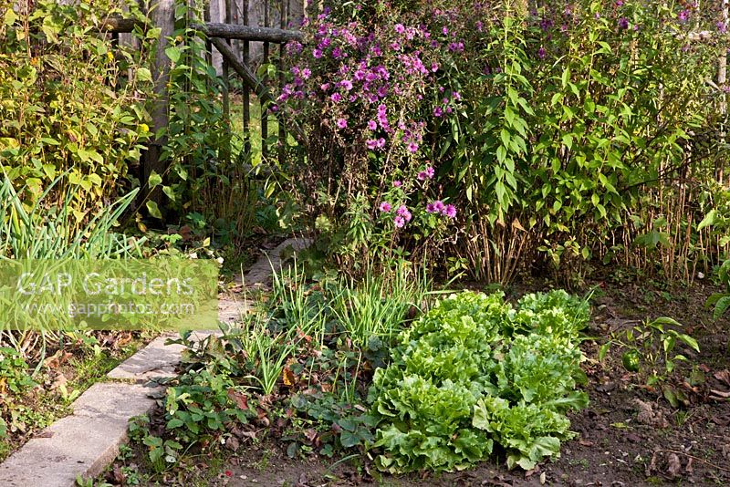 Asters, onions, strawberries, salads and flagstone paved pathway leading to a wooden picket gate