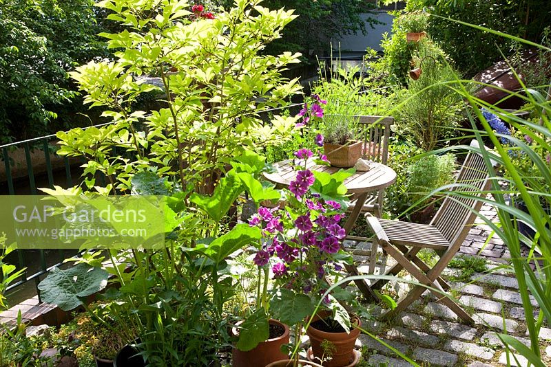 Paved terrace with wooden furniture and plants in terracotta pots - Alcea and Malva sylvestris 