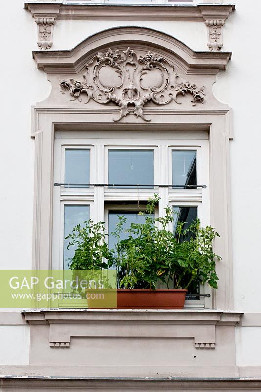 Tomato plants on the window sill of a classical building 