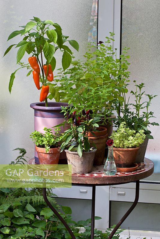 Bistro table with an arrangement of herbs and chilies in terracotta pots - Calamintha, Capsicum, Cosmos atrosanguineus, Melissa officinalis and Origanum 