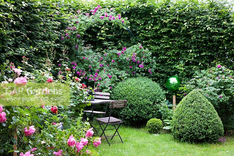 A small garden with wooden furniture on a lawn next to roses, box topiary and a hornbeam hedge - Buxus, Carpinus betulus and Rosa