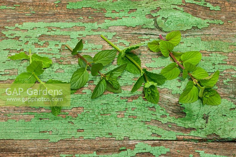 Selection of mint varieties on green wooden surface - Mentha piperita 'Schoko', Mentha piperita var. citrata Mentha spicata 'Marokko' and Mentha spicata 'Spain'