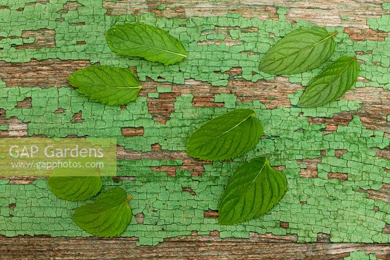 Selection of various mint leaves on green wooden surface - Mentha piperita 'Schoko', Mentha piperita var. citrata Mentha spicata 'Marokko' and Mentha spicata 'Spain'