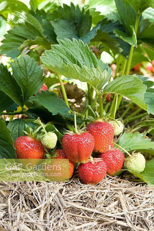 Fragaria x ananassa 'Elsanta' - Strawberry