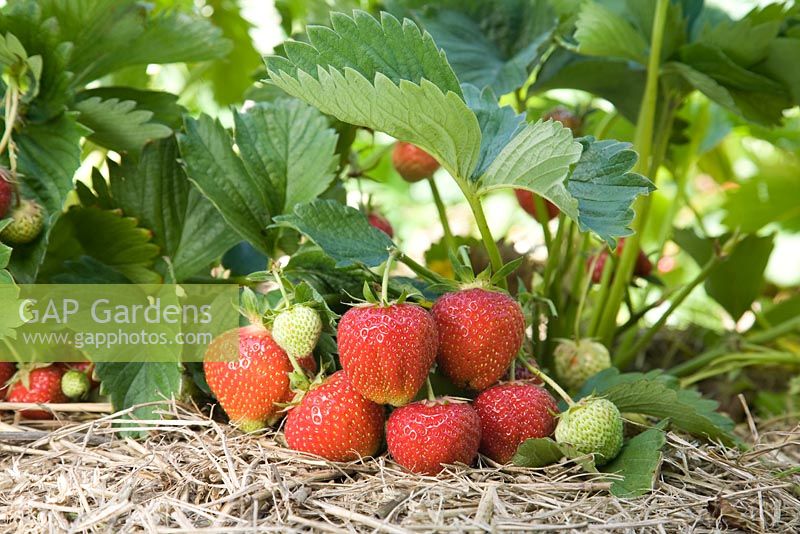 Fragaria x ananassa 'Elsanta' - Strawberry