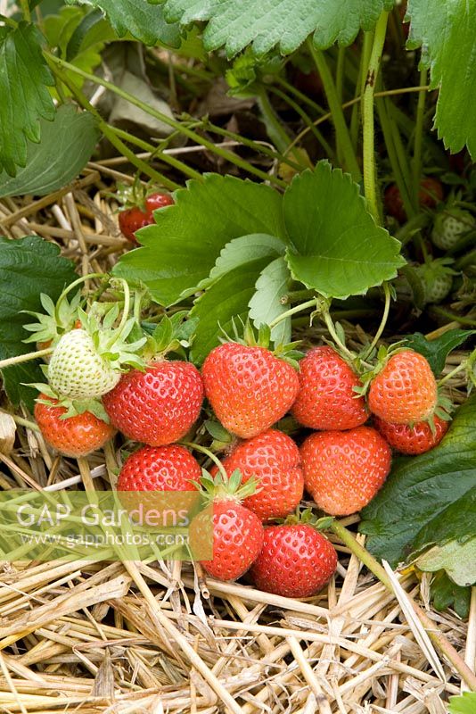 Fragaria x ananassa 'Cambridge Favourite' - Strawberry