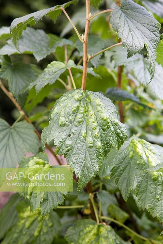Cryptomyzus ribis - Currant Blister Aphid damage