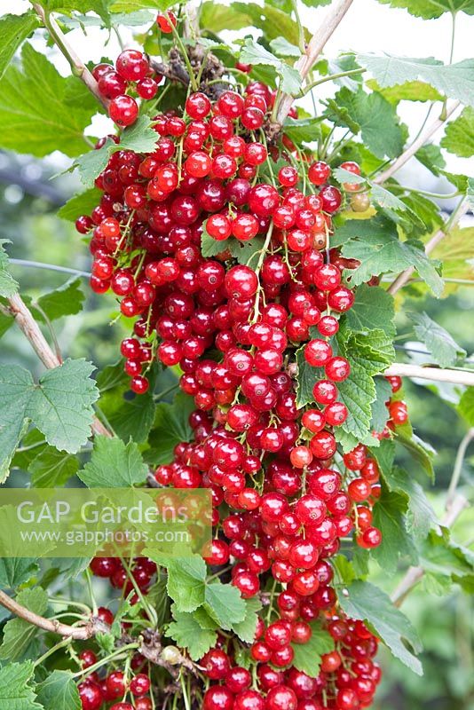 Ribes rubrum 'Red Lake' - Redcurrants
