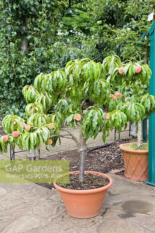 Prunus persica 'Garden Lady' - Dwarf peach in terracotta pot