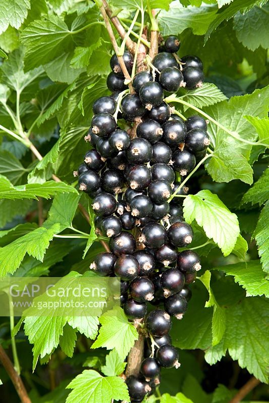 Ribes nigrum 'Ben Sarek' - Blackcurrant