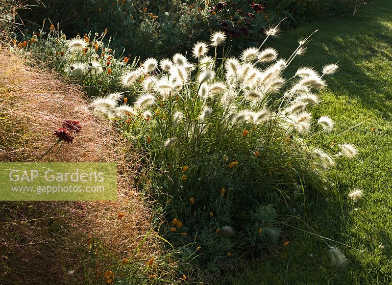 Pennisetum villosum - Broadview Gardens, Hadlow College, Kent