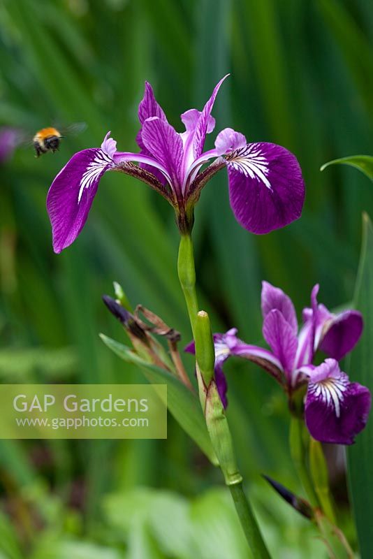 Iris versicolor 'Kermesina' with bee