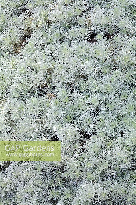 Artemisia glacialis - Glacier wormwood