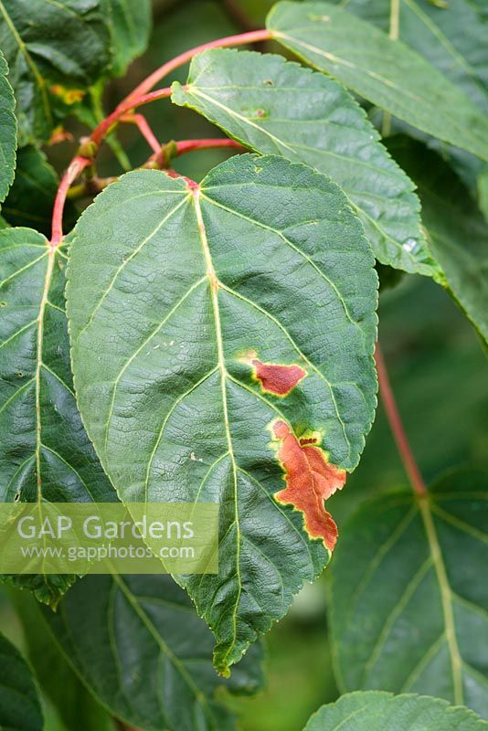 Fungal leaf spot on Acer davidii