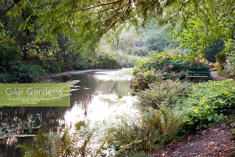 Decorative wooden seat alongisde lake with Ferns and Hydrangea in autumn. Minterne Gardens, Minterne Magna, Dorset