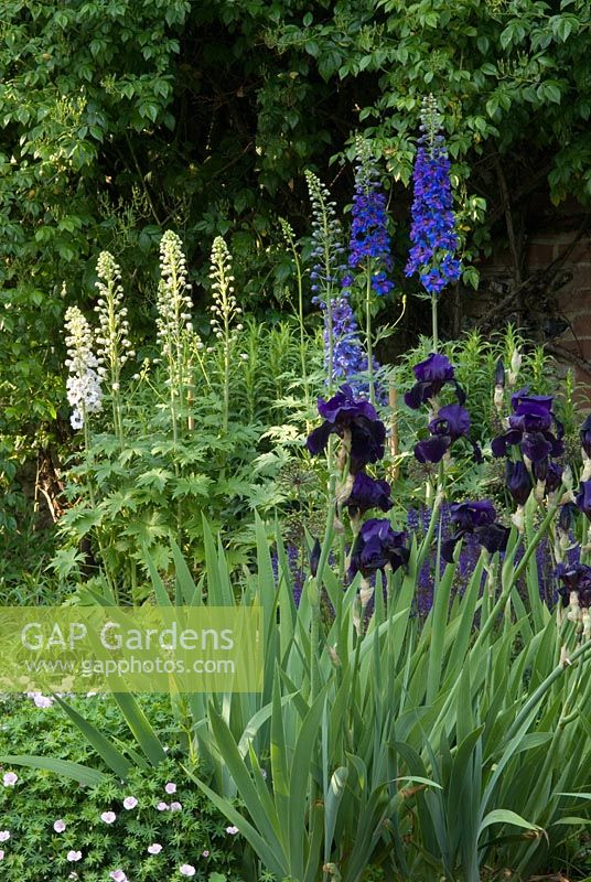 Bearded irises with Geraniums and Delphiniums. Newland End Gardens
