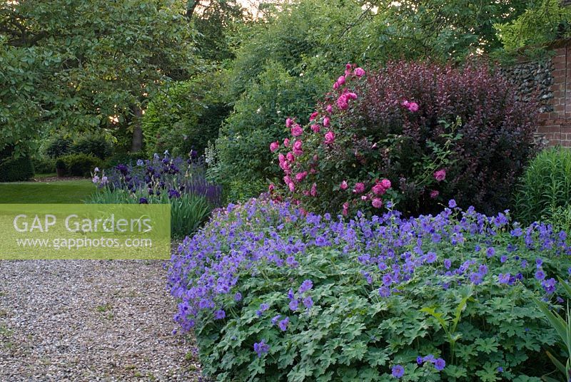 Border in the front garden with Rosa 'Sophie's Perpetual' an old China Rose growing through a Berberis. Geraniums, Nepeta and Bearded Iris. Newland End Gardens