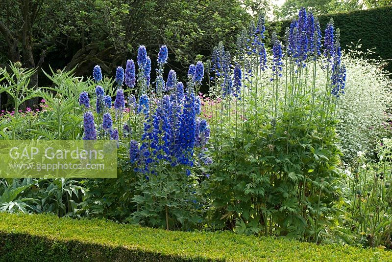 Delphinium, Cynara cardunculus and Crambe Cordifolia behind a Buxus. Garden at Newland End, 25 June