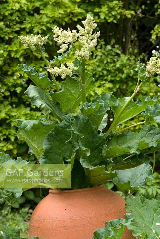 Rhubarb flowering in terracotta forcing jar used to produce early tender pink stems at Newland End, Essex 