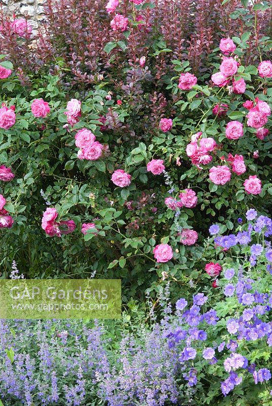 Rosa 'Sophie's Perpetual' an old China Rose growing with Berberis, Geranium and Nepeta in the foreground. Newland End Gardens