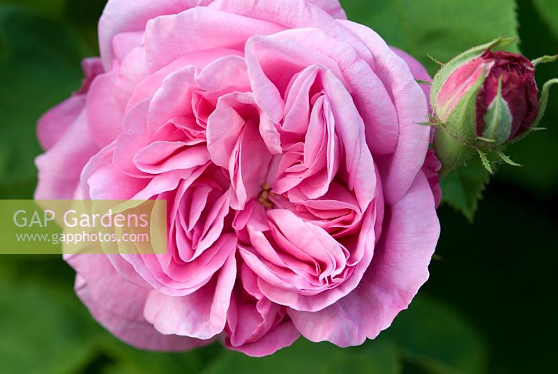 Rosa 'Gros Choux d'Hollande', a Bourbon rose with a rich fragrance. Newland End