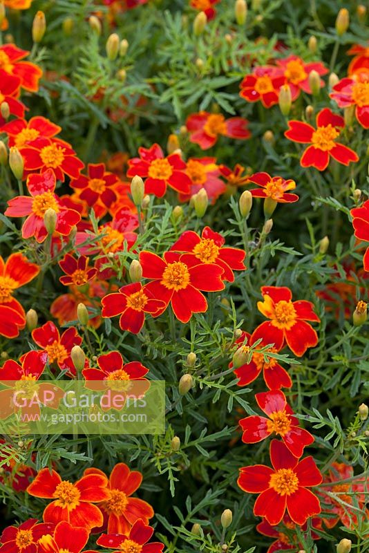 Tagetes 'Red Gem' - signet marigold has edible flowers