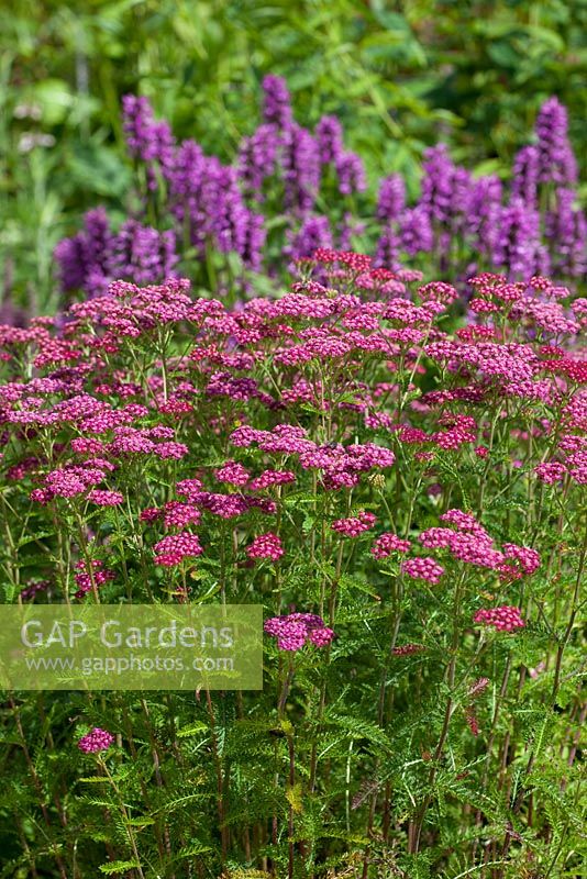 Achillea 'Summerwine' and Stachys monnieri 'Hummelo' in the background