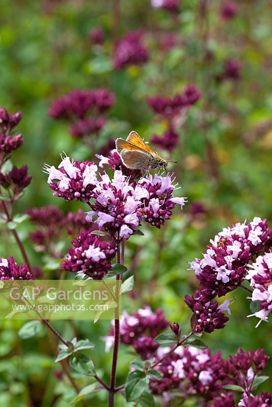 Small Skipper butterfly on Origanum laevigatum 'Herrenhausen'  