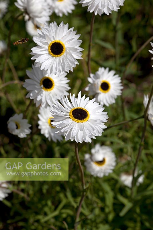 Helipterum Roseum Pierrot - everlasting daisy