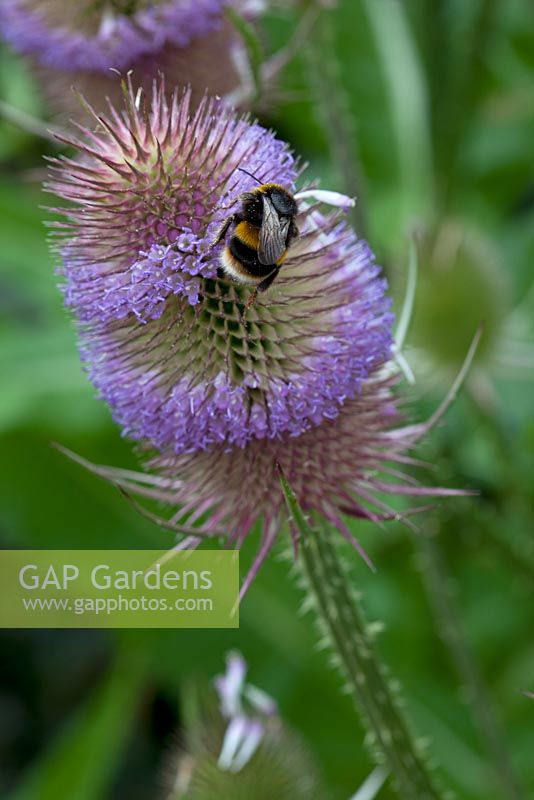 Dipsacus fullonum - Bumble bee on teasel