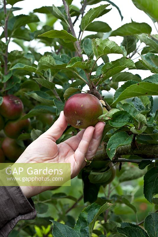 Man picking Malus domestica 'Devonshire Quarrenden', a very old English apple variety with a strawberry like flavour