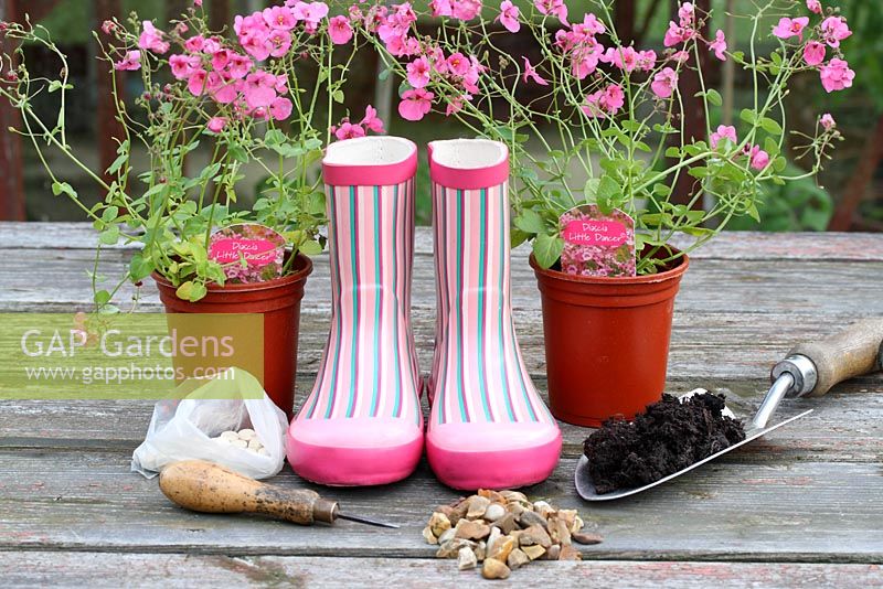 Step by step of planting a pair of recycled kids wellies with Diascia 'Little Dancer' 