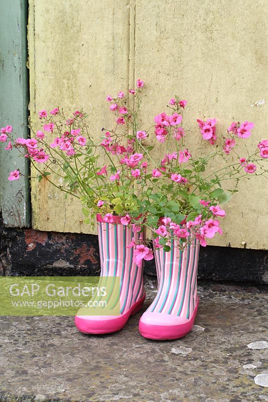 Step by step of planting a pair of recycled kids wellies with Diascia 'Little Dancer' - The finished container planting on a rustic doorstep