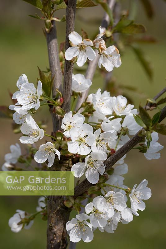 Prunus 'Morello' - Cherry blossom