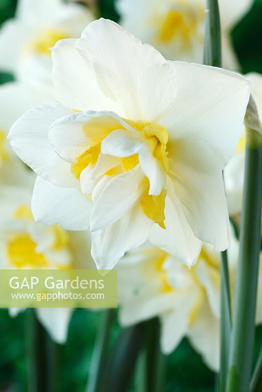 Narcissus 'White Lion' AGM - Daffodil Div 4  