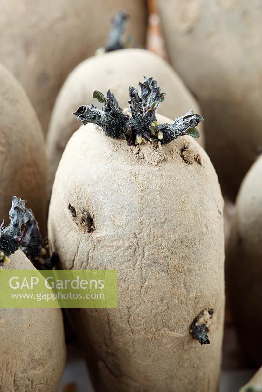Solanum tuberosum 'Shetland Black' seed potatoes in plastic egg box