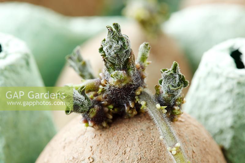 Solanum tuberosum 'Golden Nugget' - Potato. Seed potato chitting in egg box  