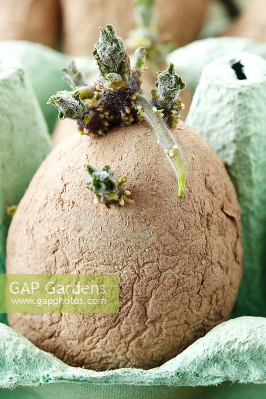 Solanum tuberosum 'Golden Nugget' - Potato.  Seed potato chitting in egg box 