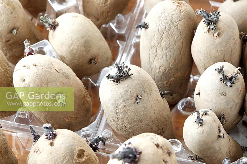Solanum tuberosum Mixed varieties - Potato.  Seed potato chitting in plastic egg boxes 