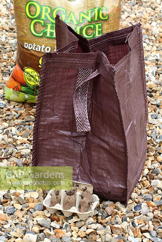 Step 1 of planting seed potatoes 'Charlotte' in a growing bag - Sack of compost, potato bag and chitted seed potatoes. Potato 'Charlotte'