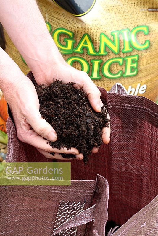 Step by step of planting seed potatoes 'Charlotte' in a growing bag - Adding compost to potato bag 6 inches deep