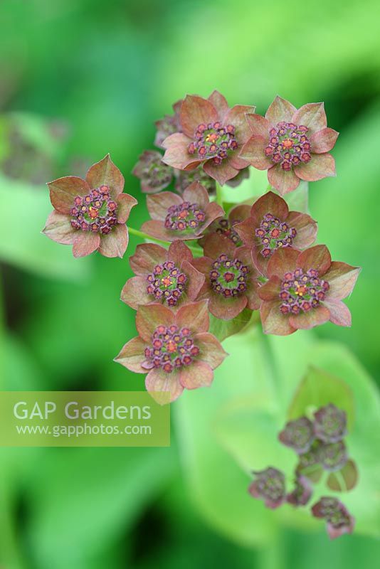 Bupleurum angulosum 'Copper' flowering in June