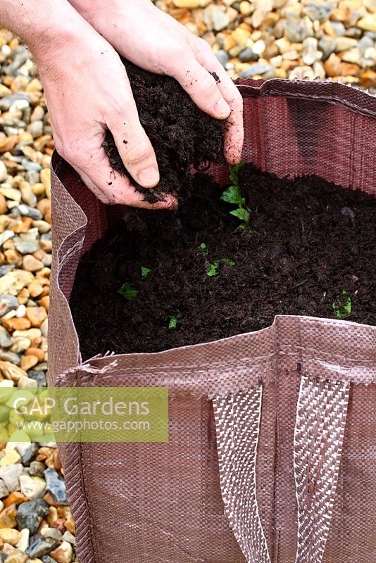 Step by step of planting seed potatoes in a growing bag - As shoots appear, cover with another layer of compost 4 inches deep and repeat this process twice more until 2 inches from the top of the bag