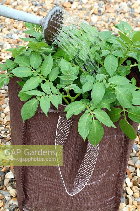 Step by step of planting seed potatoes 'Charlotte' in a growing bag - Water well once foliage has formed