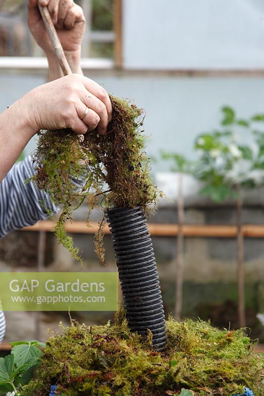 Making a strawberry planter - pack the watering tube with moss to aid water retention