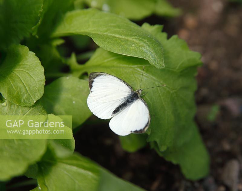 Pieris brassicae - Large white male butterfly on radish leaves
